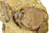 Hadrosaur Partial Caudal Vertebra & Tendon in Sandstone - Wyoming #370656-1
